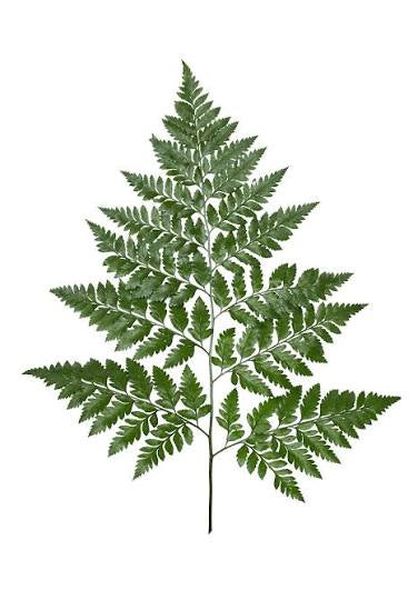 Foliage - Add On
